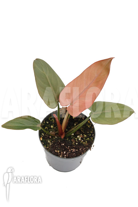 Philodendron ‚Summer Glory‘