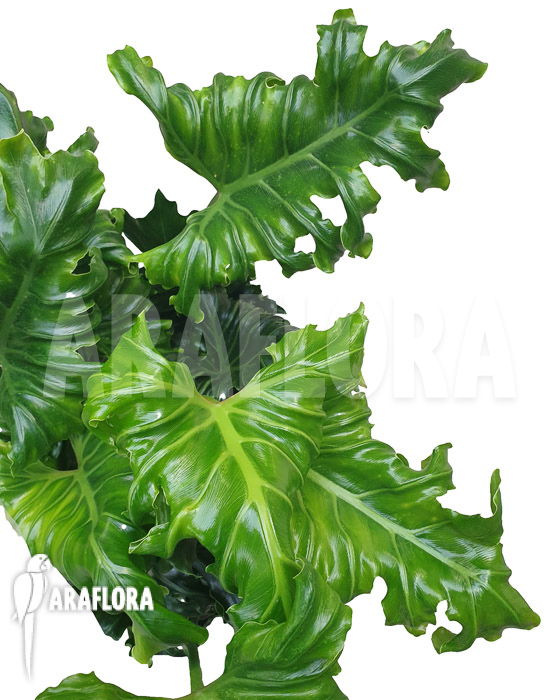 Philodendron atlantis