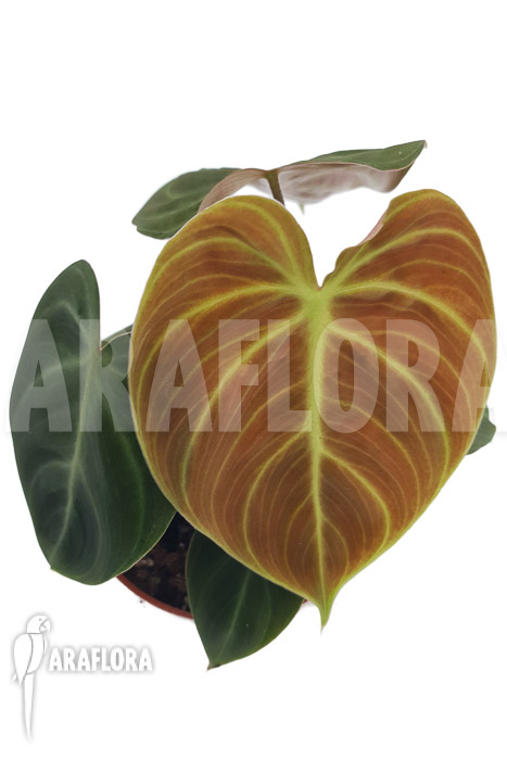 Philodendron ‚el Choco red“