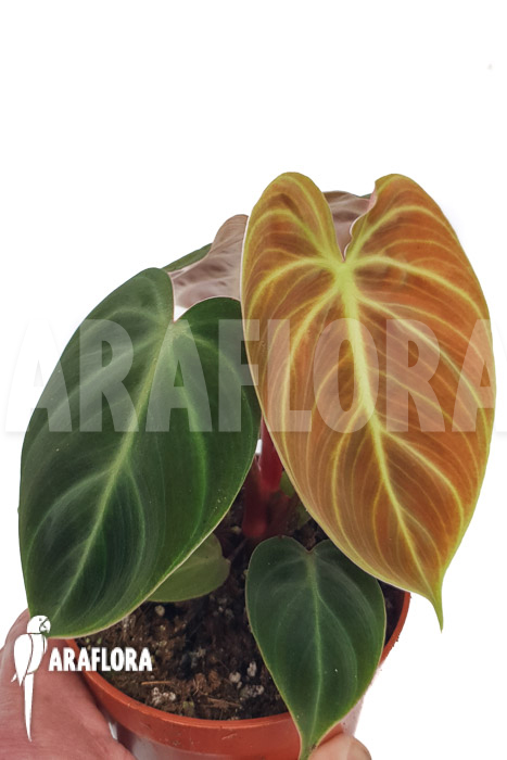 Philodendron ‚el Choco red“