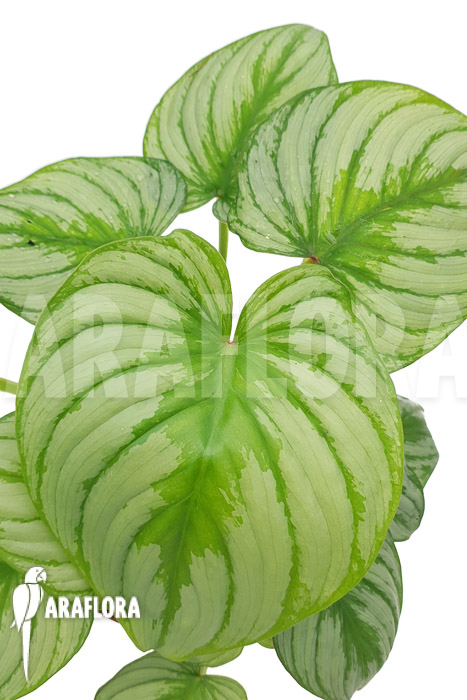 Philodendron mamei ‚Silver Cloud‘