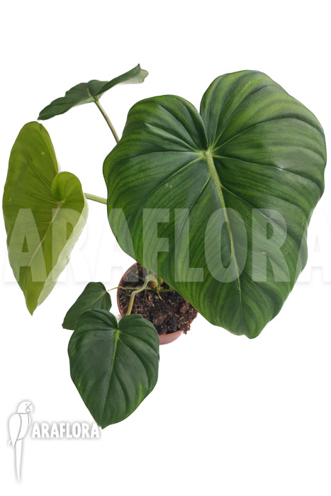 Philodendron pastazanum