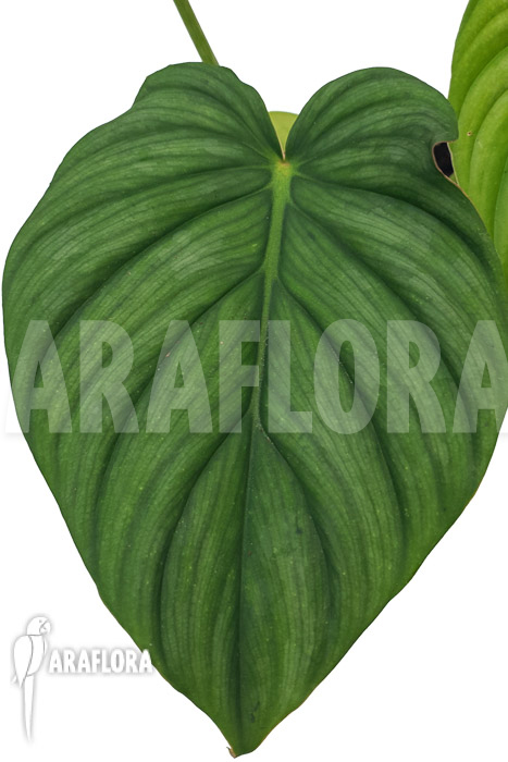 Philodendron pastazanum