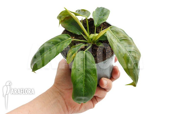 Philodendron patriciae