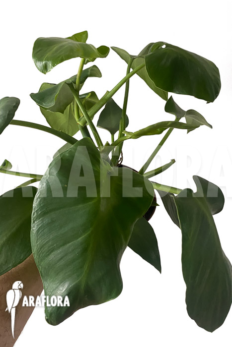 Philodendron rugosum