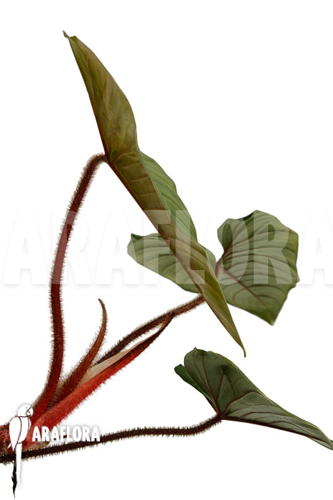 Philodendron squamicaule ‚Red‘