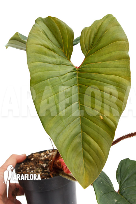 Philodendron squamicaule ‚Red‘
