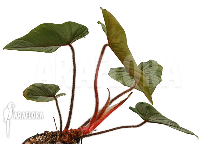 Philodendron squamicaule ‚Red‘