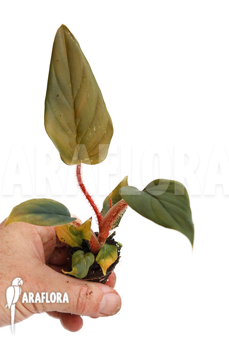 Philodendron squamicaule ‚Red‘ ‚Plug‘