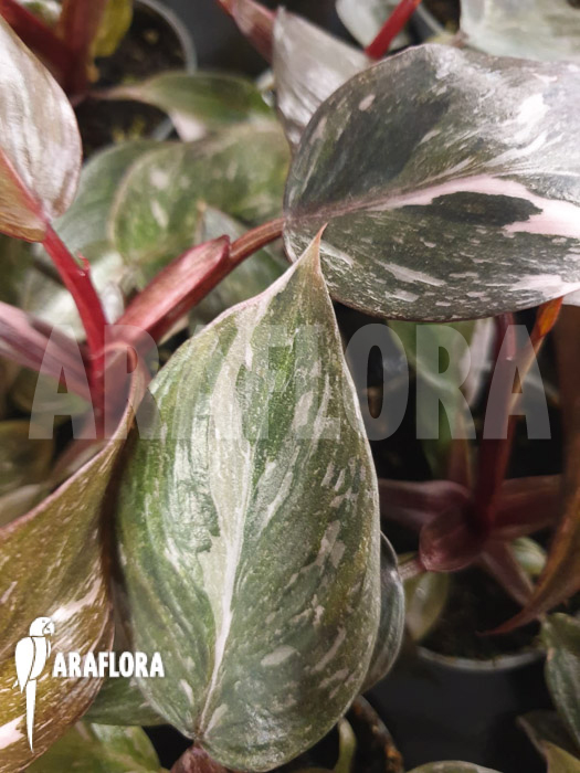 Philodendron x ‚Pink marble Princess‘