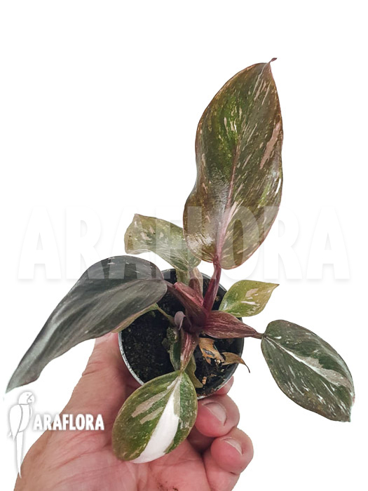 Philodendron x ‚Pink marble Princess‘