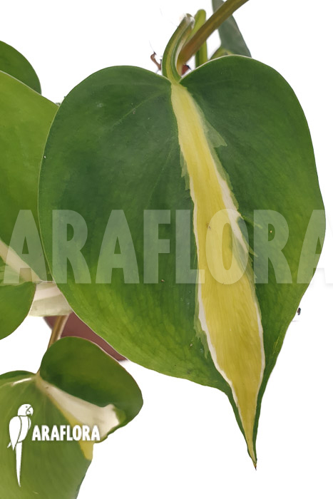 Philodendron x cream splash