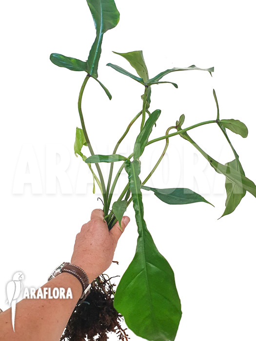 Philodendron x ‚joepii‘