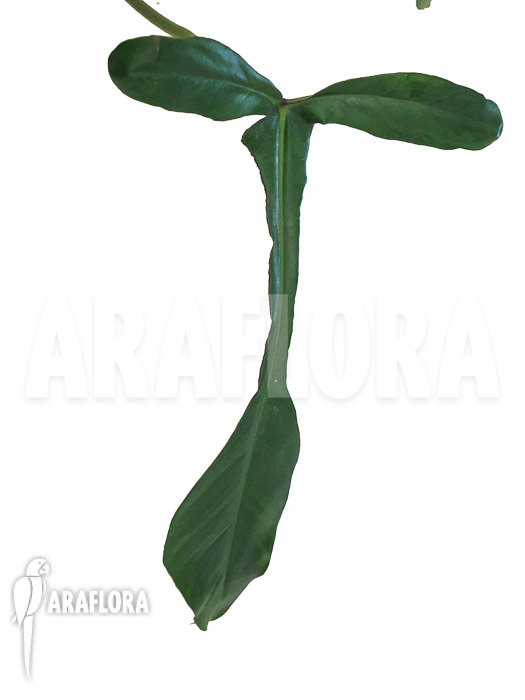 Philodendron x ‚joepii‘