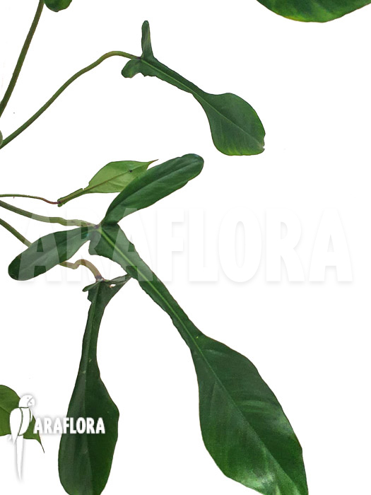 Philodendron x ‚joepii‘