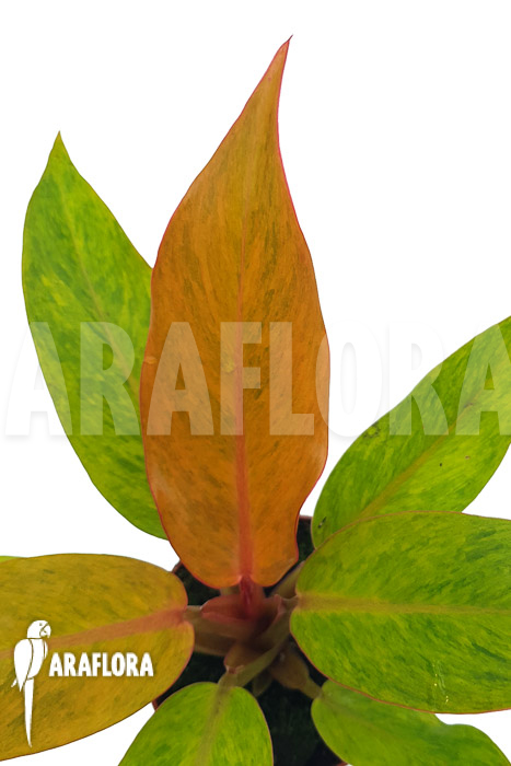 Philodendron x ‚Orange marmelade‘