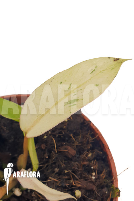 Philodendron x ’snowdrift‘