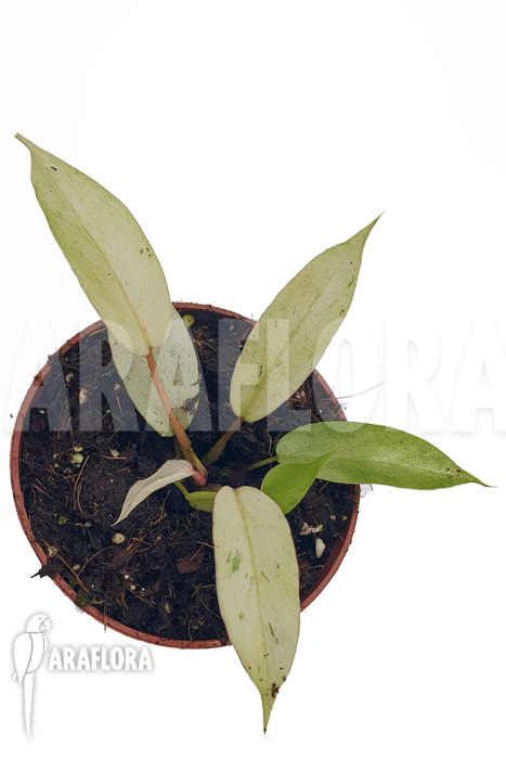 Philodendron x ’snowdrift‘