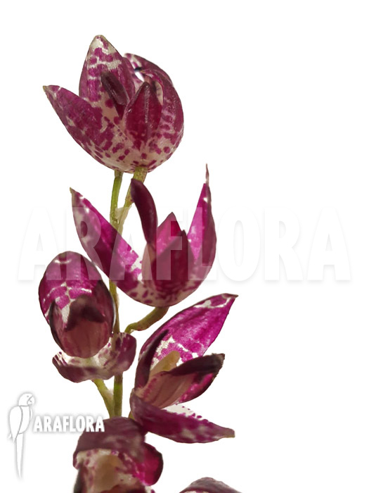 Pleurothallis tuerckheimii