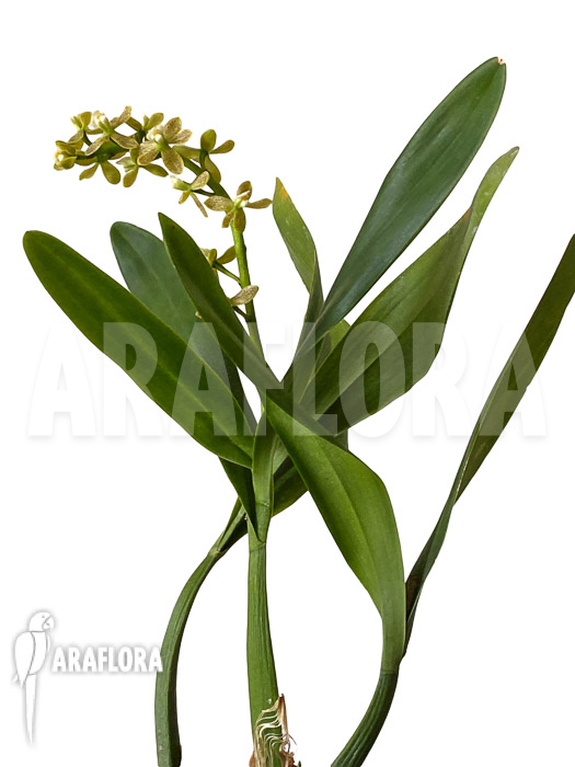 Prosthechea vespa