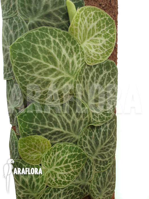 Rhaphidophora cryptantha ‚S‘