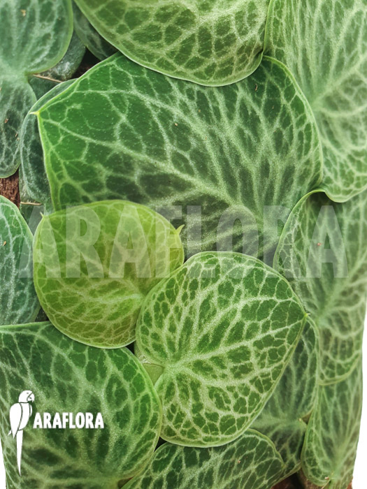 Rhaphidophora cryptantha ‚S‘