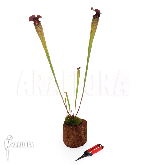 Sarracenia alata ‚M‘