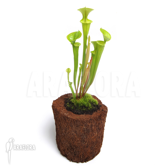 Sarracenia flava ‚M‘