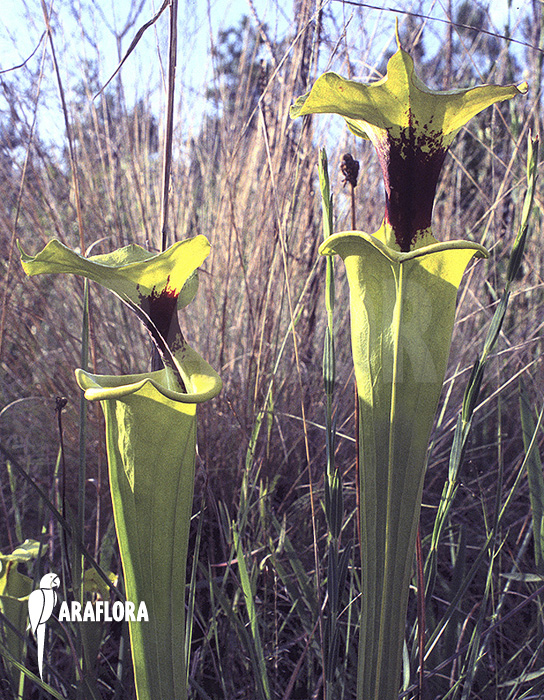 Sarracenia flava var. rugelii ‚020020‘