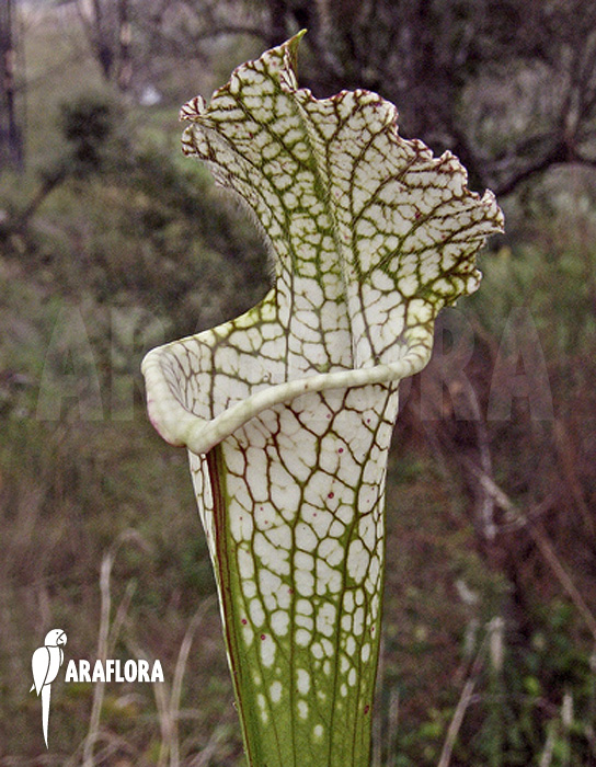 Sarracenia leucophylla ‚970024‘