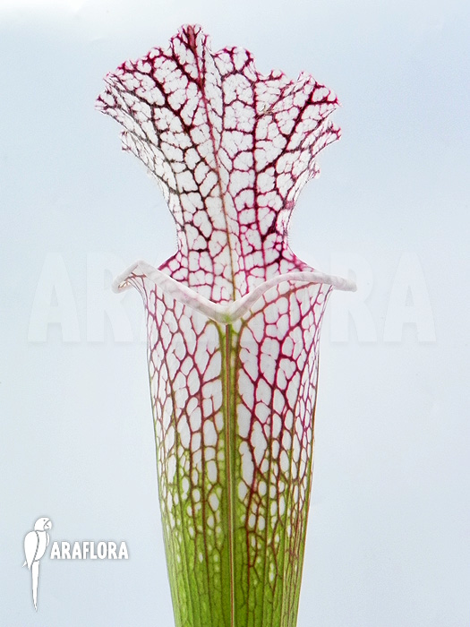 Sarracenia leucophylla ‚Z10029‘
