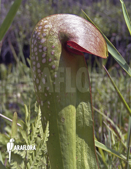 Sarracenia minor ‚990028‘