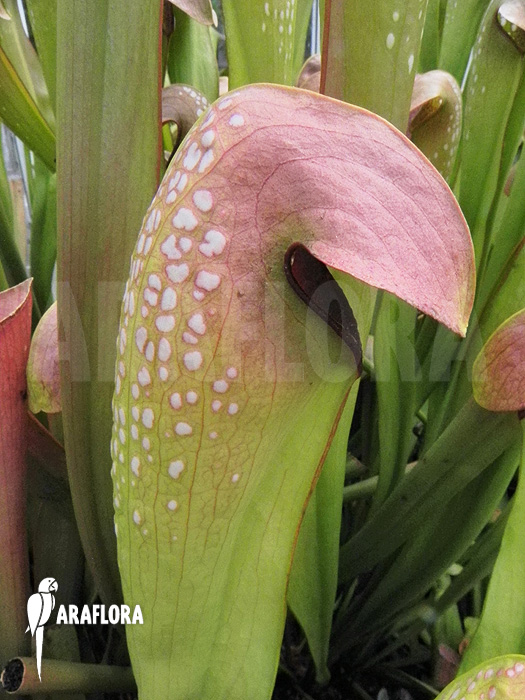 Sarracenia minor ‚990028‘