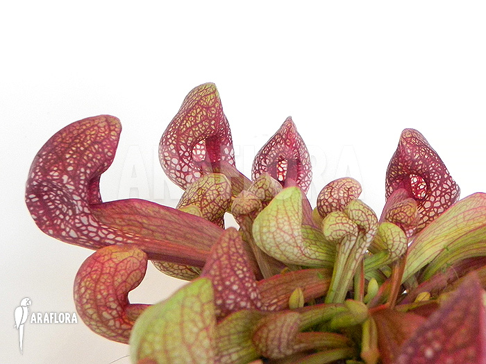 Sarracenia psittacina ‚L‘