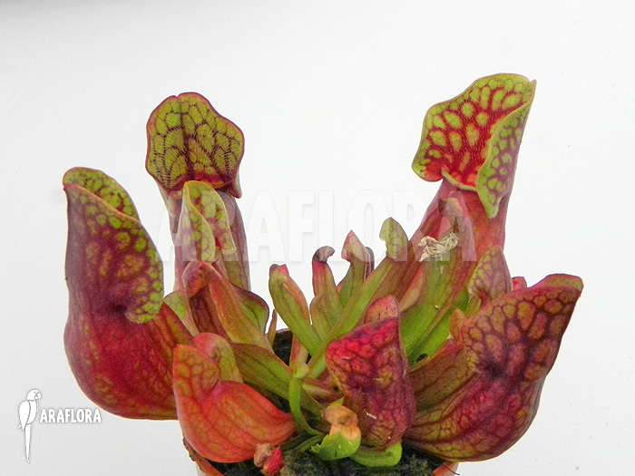 Sarracenia purpurea var. purpurea ‚S‘