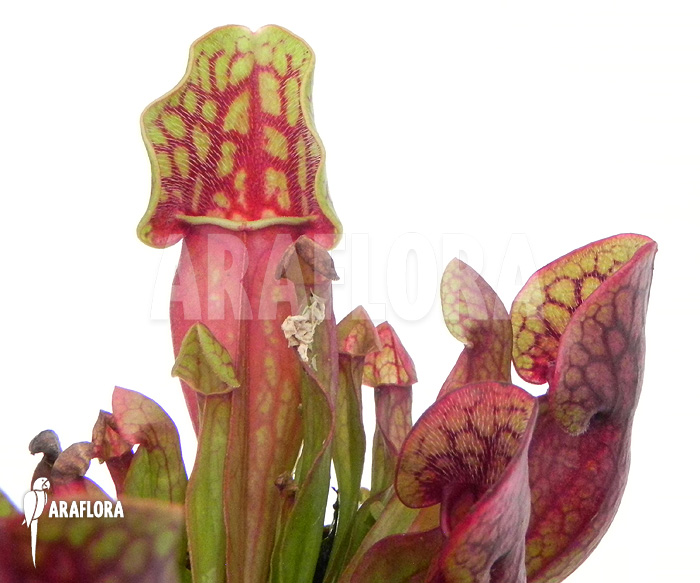 Sarracenia purpurea var. purpurea ‚S‘