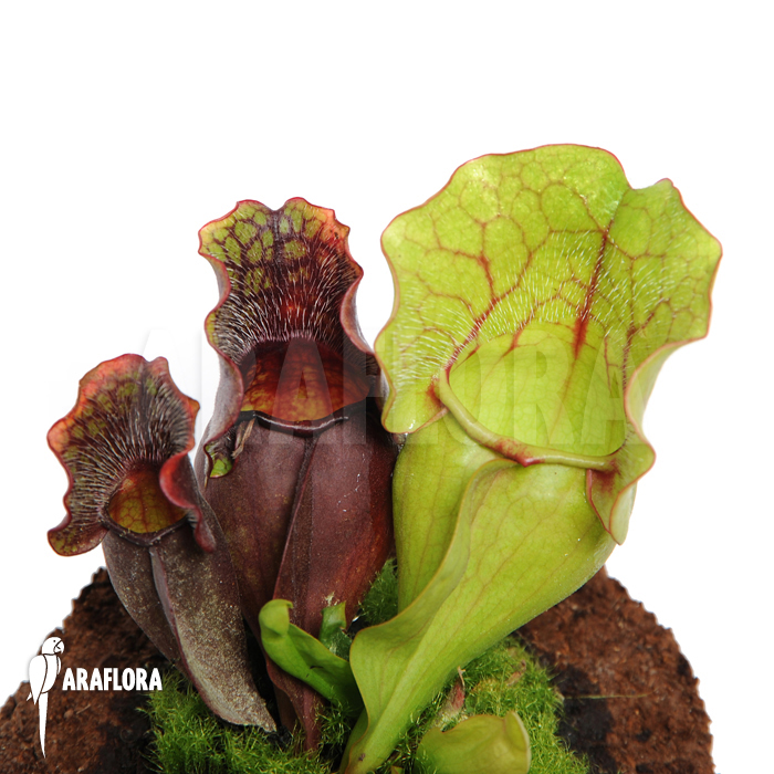 Sarracenia purpurea var. venosa ‚M‘