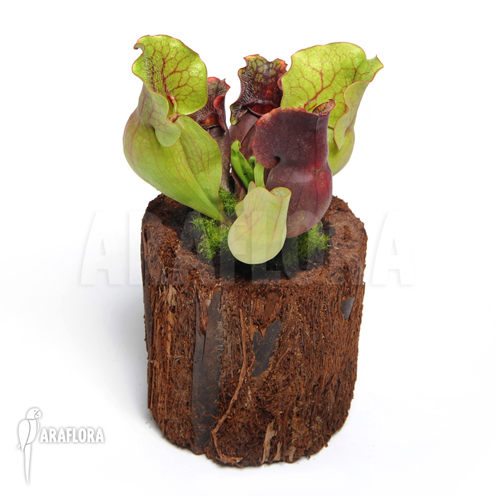 Sarracenia purpurea var. venosa ‚M‘