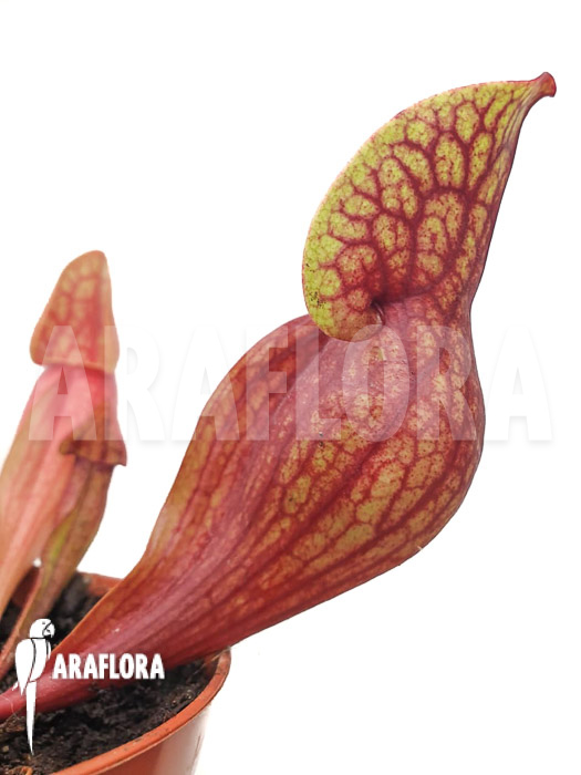 Sarracenia x Hans ‚M‘