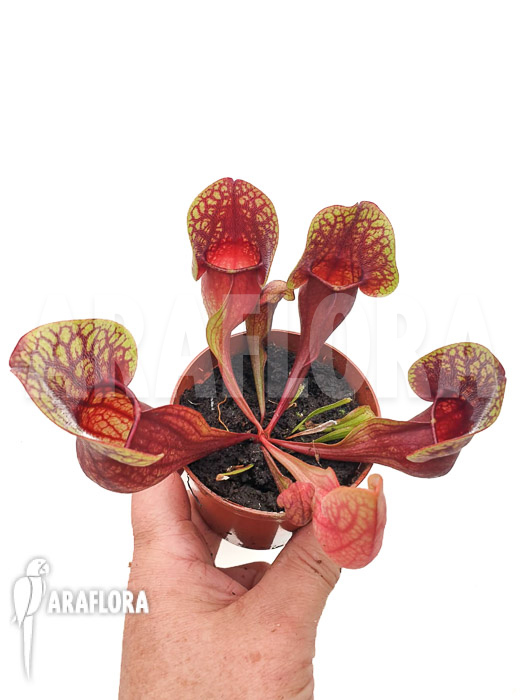Sarracenia x Hans ‚M‘