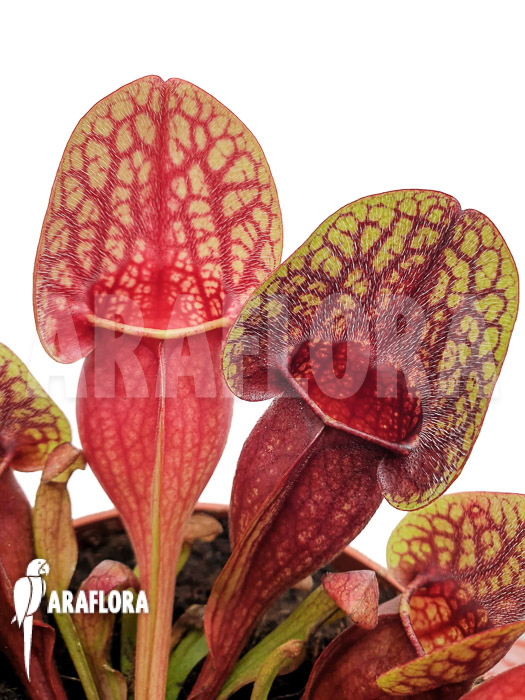 Sarracenia x Hans ‚XL‘