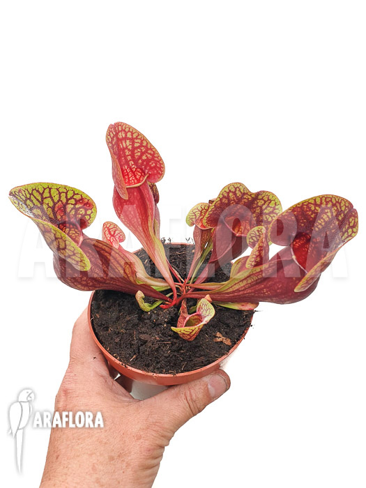 Sarracenia x Hans ‚XL‘