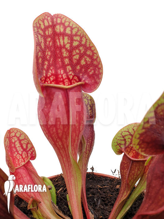 Sarracenia x Hans ‚XL‘
