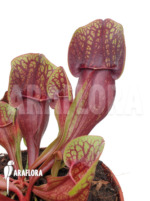 Sarracenia x Hans ‚XL‘