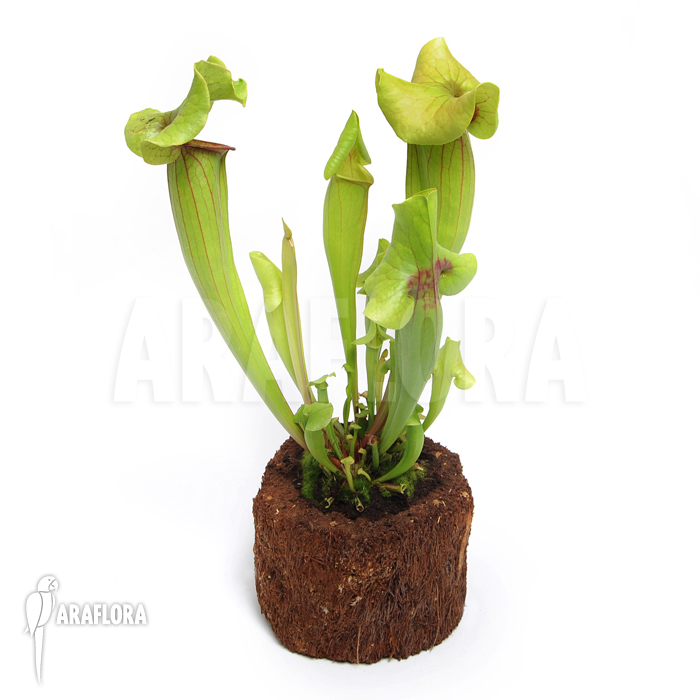 Sarracenia x catesbaei ‚XL‘