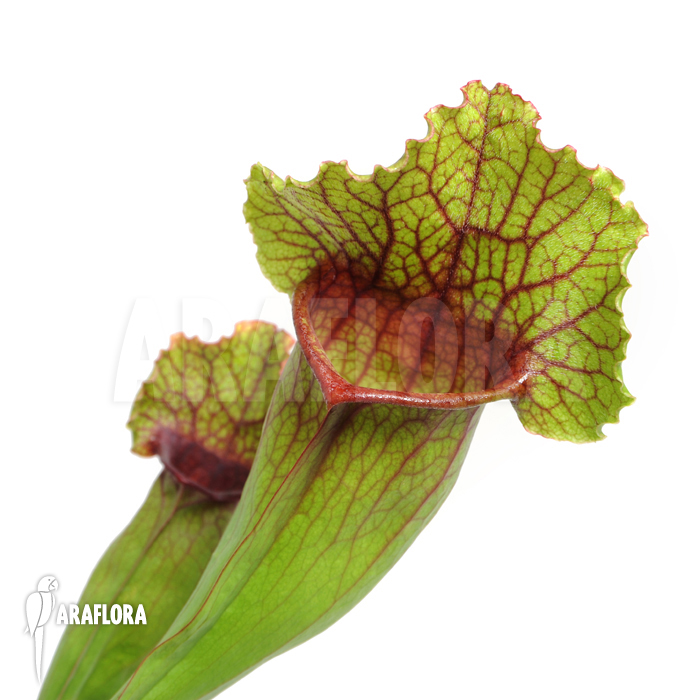Sarracenia x leucophylla x mitchelliana ‚L‘