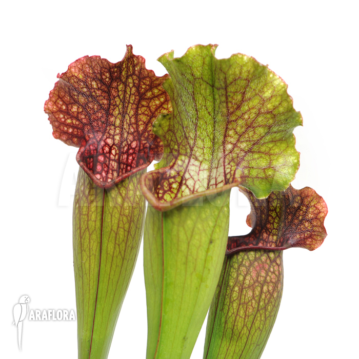 Sarracenia x leucophylla x mitchelliana ‚XL‘