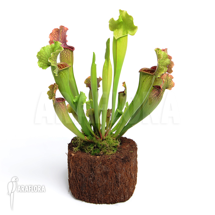 Sarracenia x leucophylla x mitchelliana ‚XL‘
