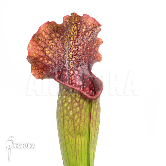 Sarracenia x leucophylla x mitchelliana ‚XL‘