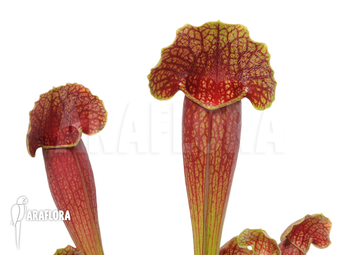 Sarracenia x purpurea hybrid ‚Barbapapa‘ ‚M‘